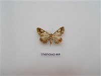 藏品(尺蛾170)的圖片